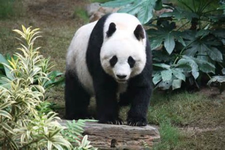 Un panda 
